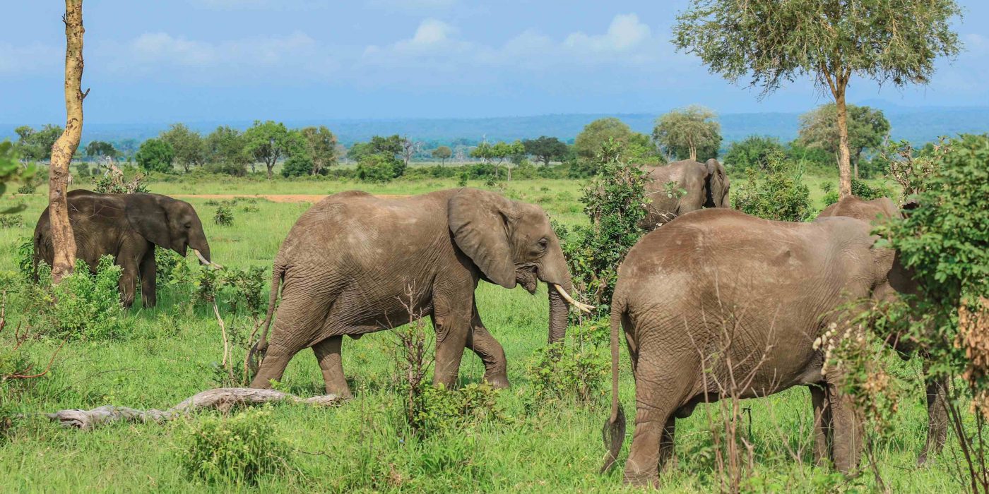 Sansibar ja Tansaania safari
