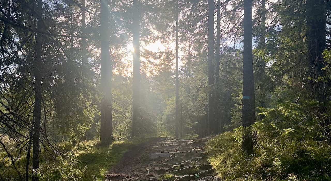 Oslo linnamatk
